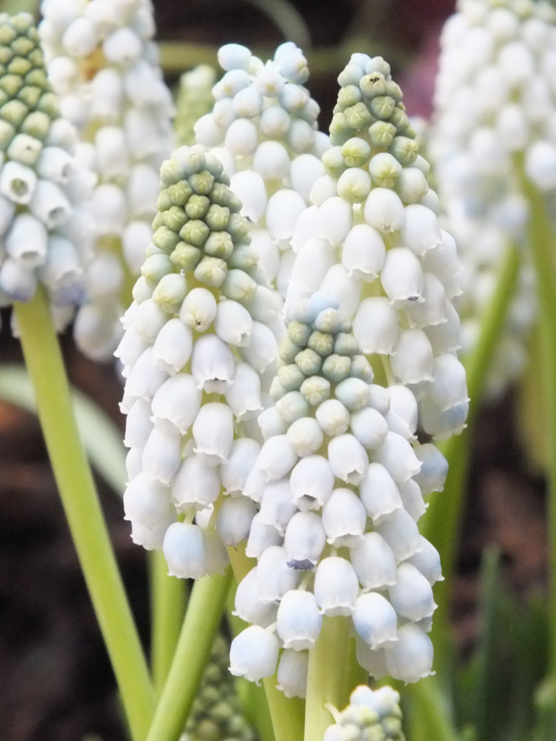 Muscari - Grape Hyacinth - White Pearl Maiden Realmdrop Shop