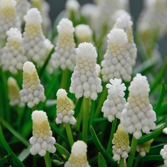 Muscari - Grape Hyacinth - White Pearl Maiden Realmdrop Shop