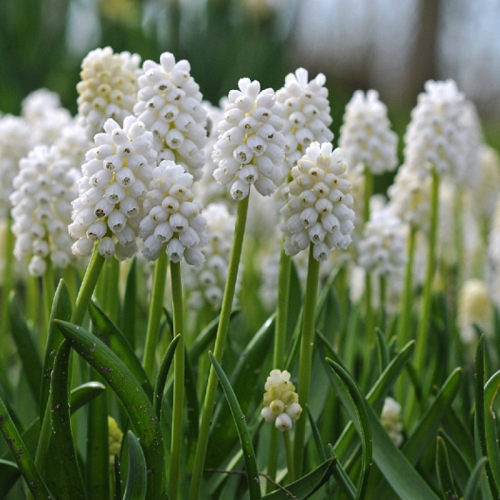 Muscari - Grape Hyacinth - White Pearl Maiden Realmdrop Shop