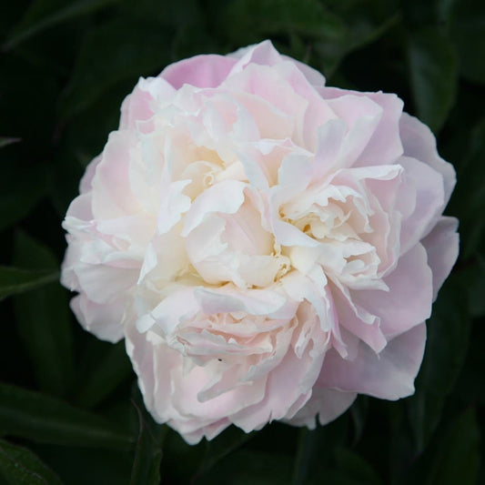 Peony - Fragrant - Shirley Temple - Pale Pink and White