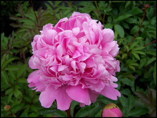 Peony - Fragrant - Monsier Jules Elie - Ruffled Pink