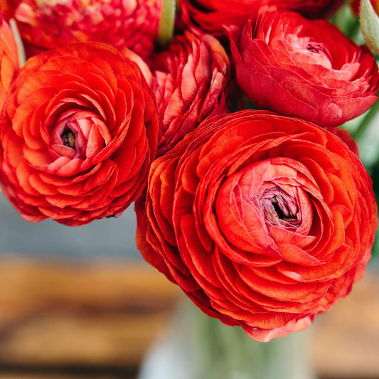 Persian Buttercup 'Ranunculus' - Heart Red Realmdrop Shop