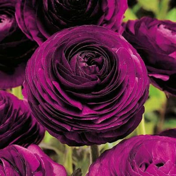 Persian Buttercup 'Ranunculus' - Maleficent Purple Realmdrop Shop