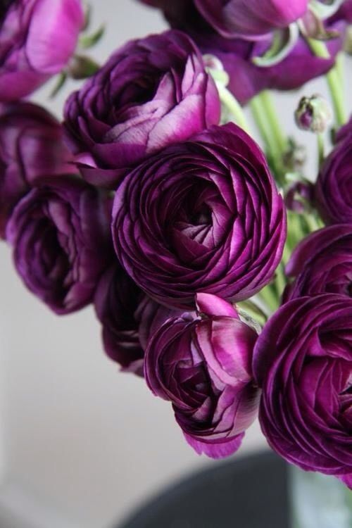 Persian Buttercup 'Ranunculus' - Maleficent Purple Realmdrop Shop