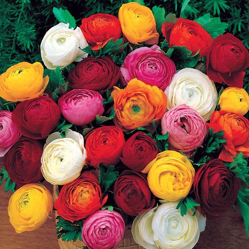 Persian Buttercup 'Ranunculus' - Mixed Colors Realmdrop Shop