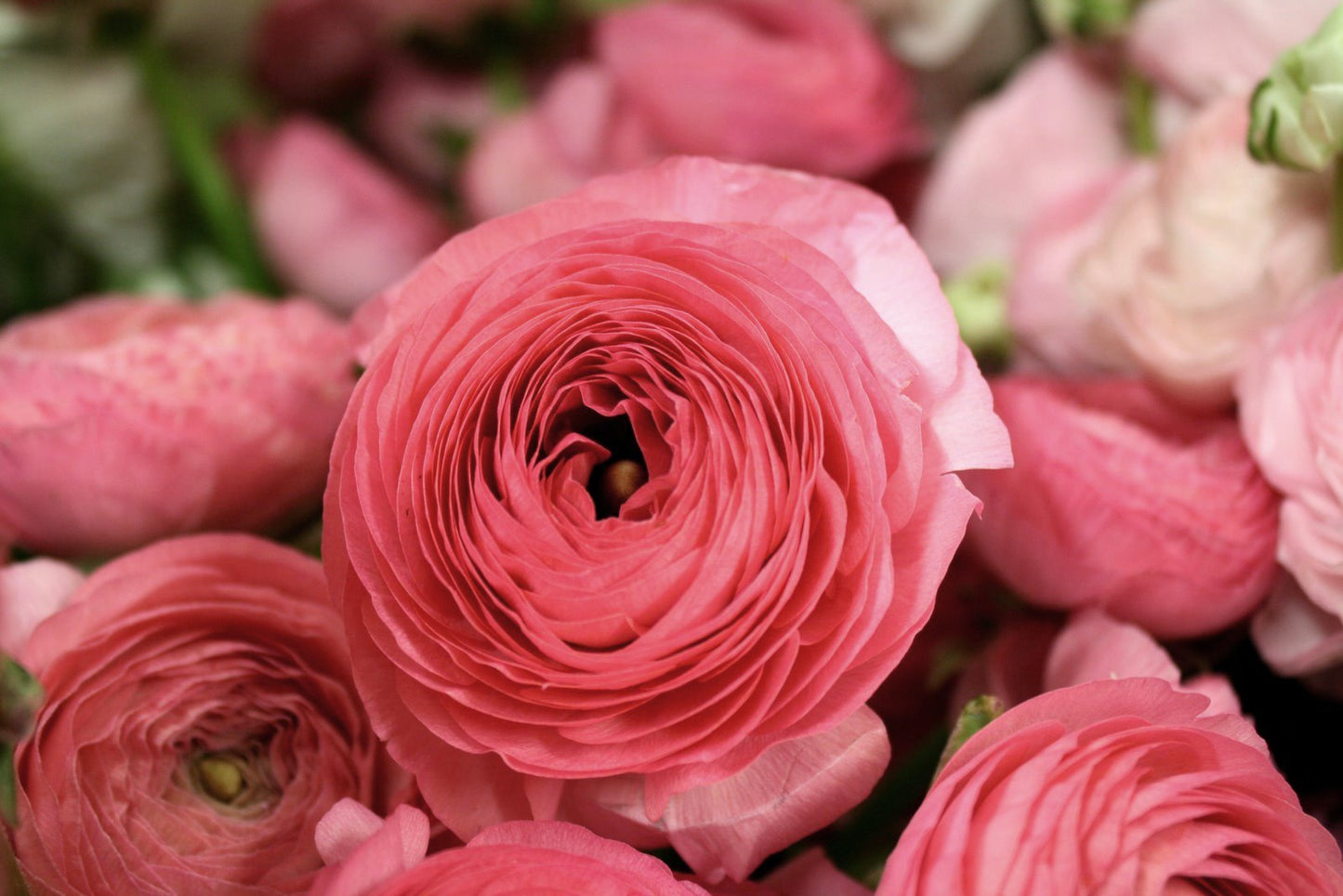 Persian Buttercup 'Ranunculus' - Rose Blush Realmdrop Shop