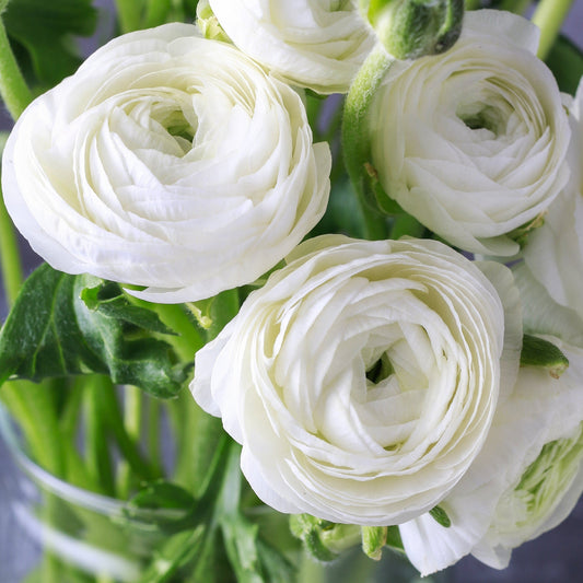 Persian Buttercup 'Ranunculus' - Snow White Realmdrop Shop