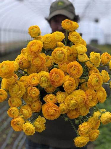 Persian Buttercup 'Ranunculus' - Sunkissed Gold Realmdrop Shop