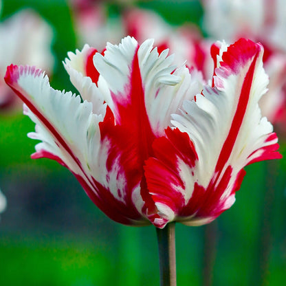 Tulip Parrot - Strawberry Creme