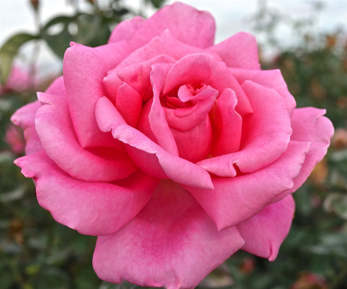 Rose - Hybrid Tea - Perfume Delight