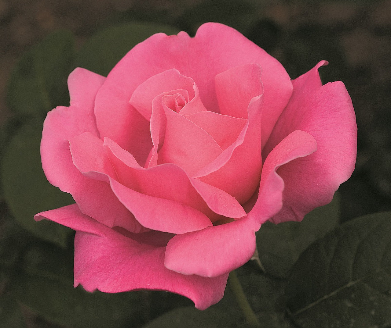 Rose - Hybrid Tea - Perfume Delight