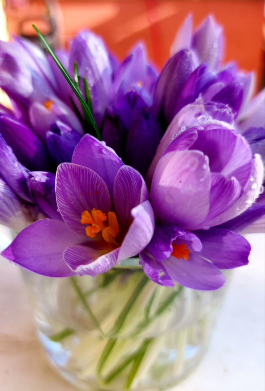 Saffron Crocus Flower Bulbs Realmdrop Shop