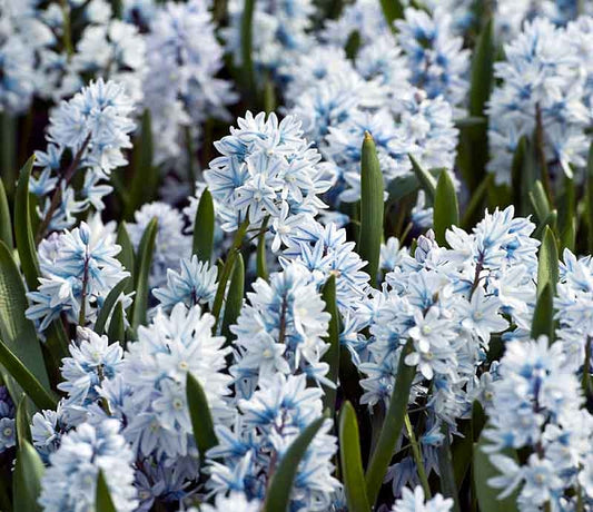 Siberian Squill - The Mini Hyacinth Realmdrop Shop