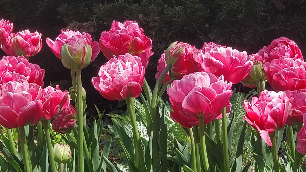 Tulip Late Pink Princess 'Rani' Realmdrop Shop