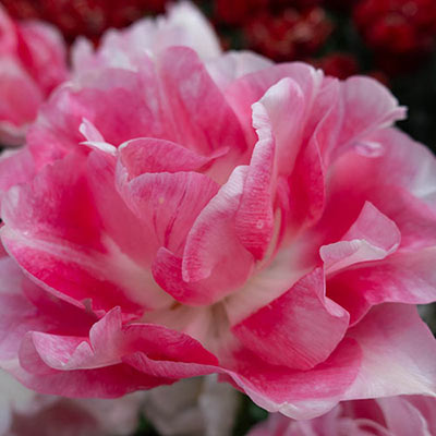 Tulip Late Pink Princess 'Rani' Realmdrop Shop