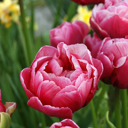 Tulip Late Pink Princess 'Rani' Realmdrop Shop