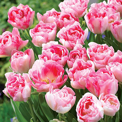 Tulip Late Pink Princess 'Rani' Realmdrop Shop