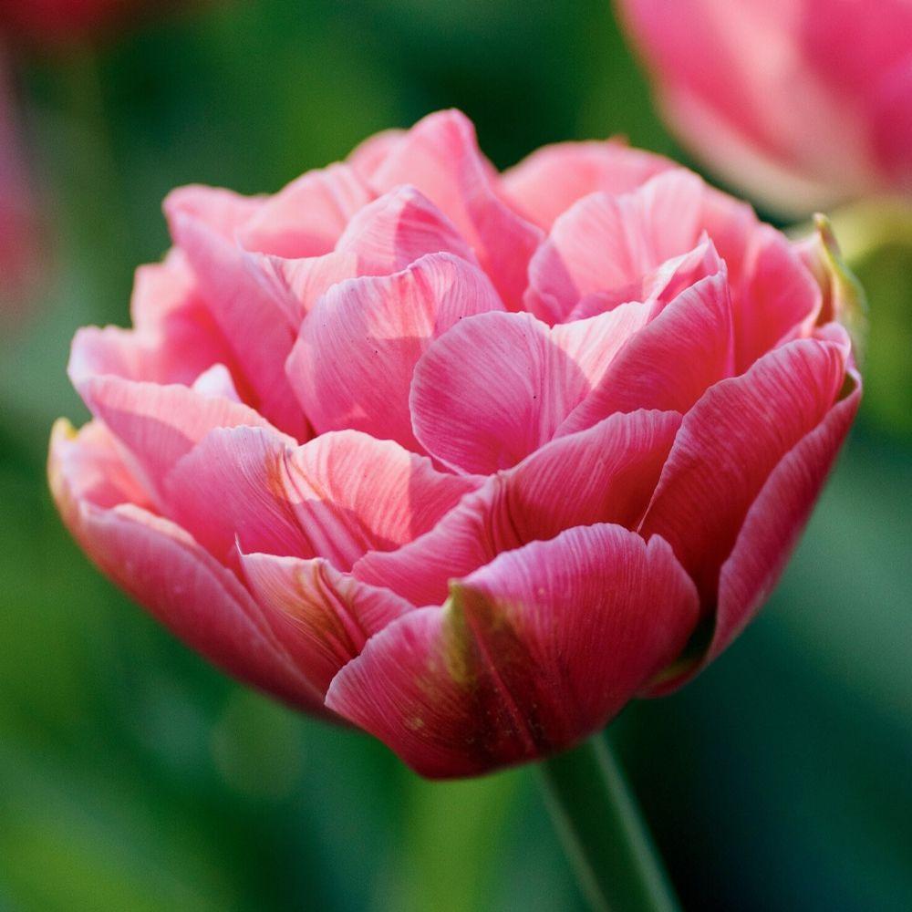 Tulip Late Pink Princess 'Rani' Realmdrop Shop