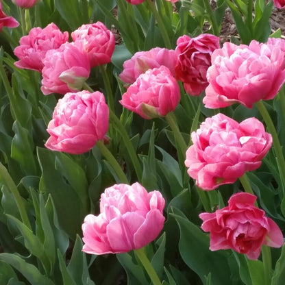 Tulip Late Pink Princess 'Rani' Realmdrop Shop