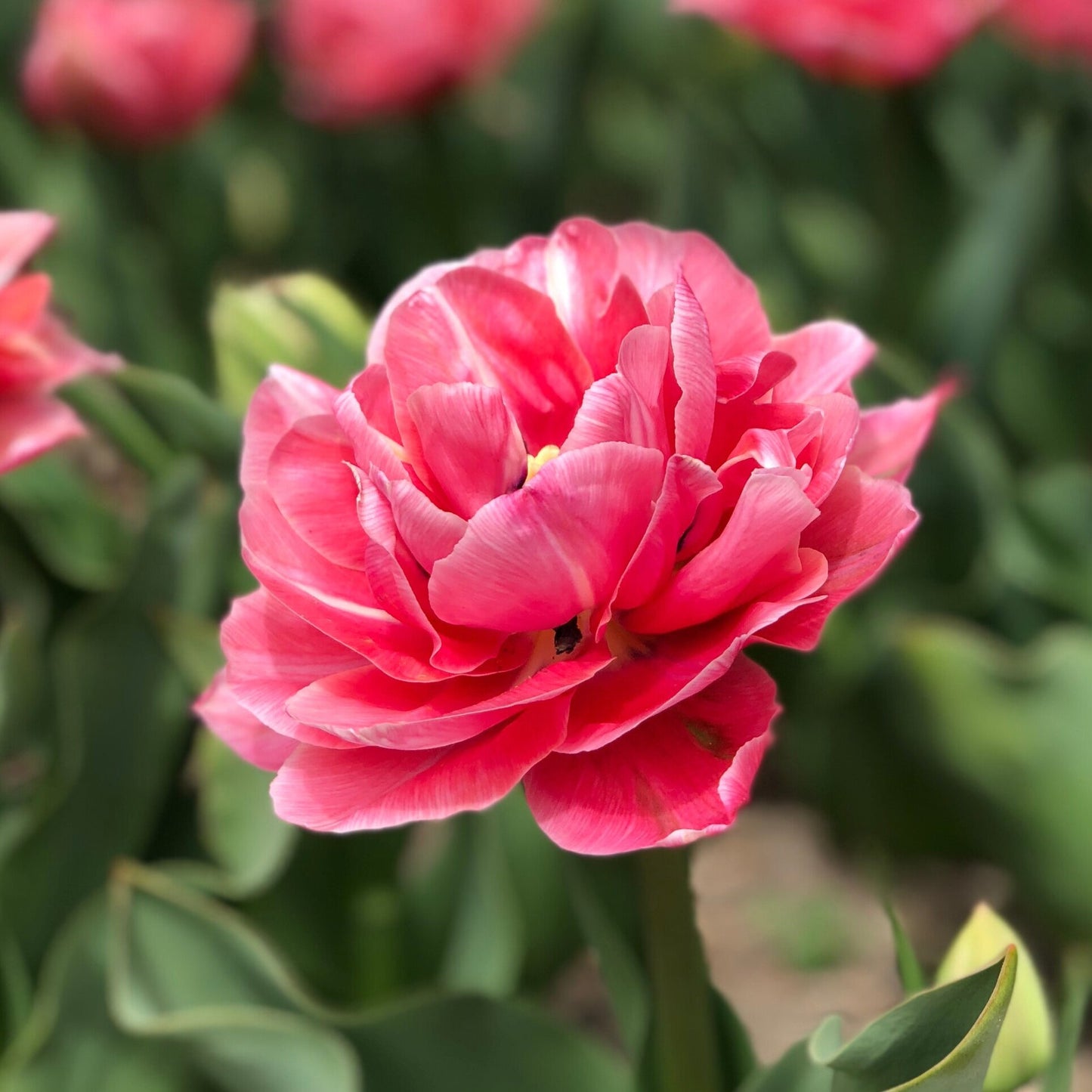 Tulip Late Pink Princess 'Rani' Realmdrop Shop