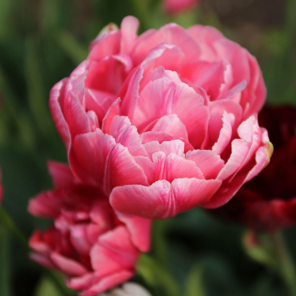 Tulip Late Pink Princess 'Rani' Realmdrop Shop