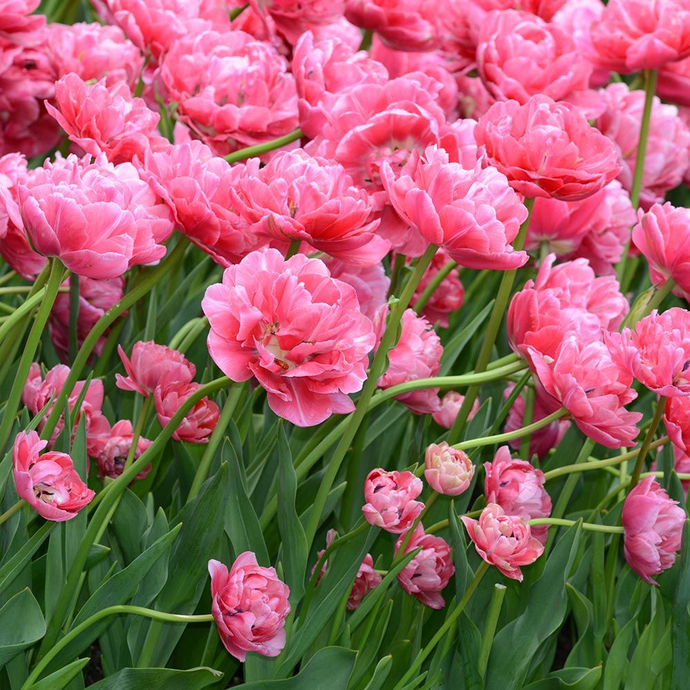 Tulip Late Pink Princess 'Rani' Realmdrop Shop