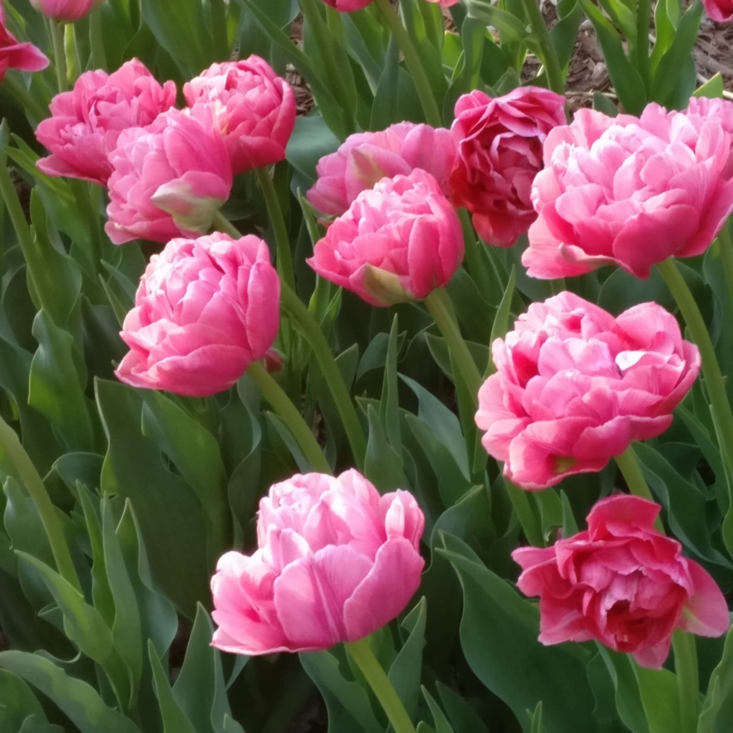 Tulip Late Pink Princess 'Rani' Realmdrop Shop