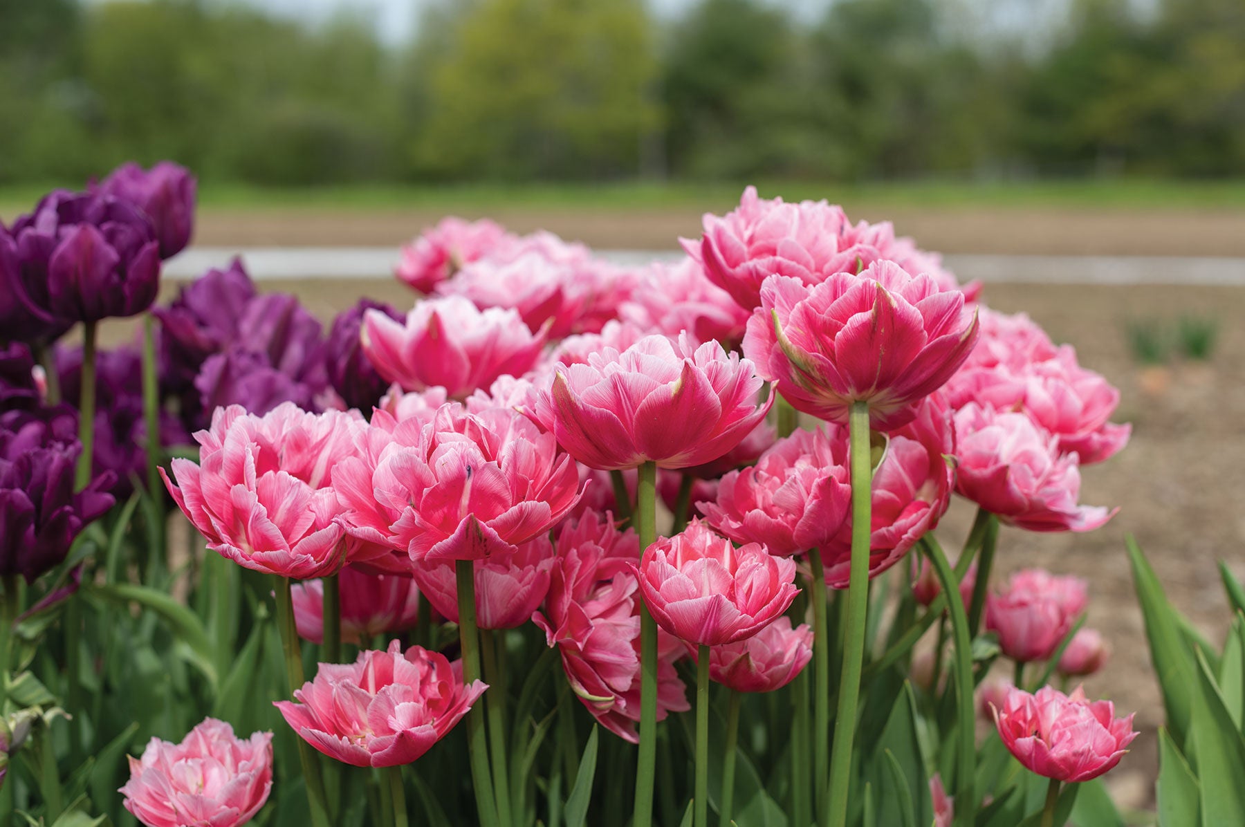 Tulip Late Pink Princess 'Rani' Realmdrop Shop