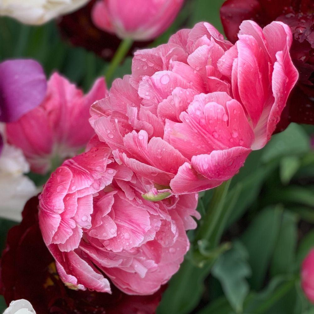 Tulip Late Pink Princess 'Rani' Realmdrop Shop