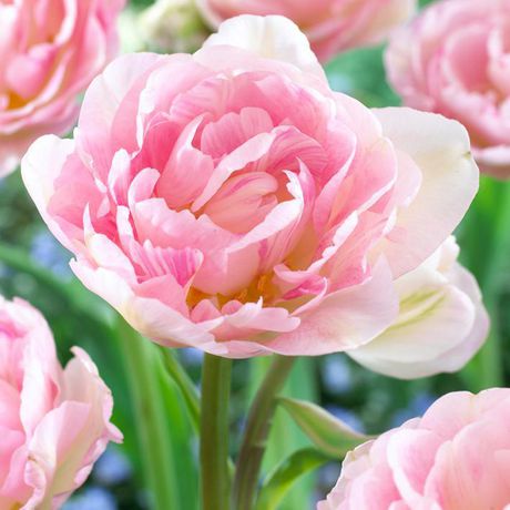 Tulip Late Pink Princess 'Sakura' Realmdrop Shop