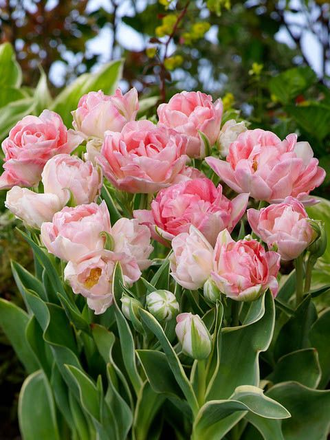 Tulip Late Pink Princess 'Sakura' Realmdrop Shop