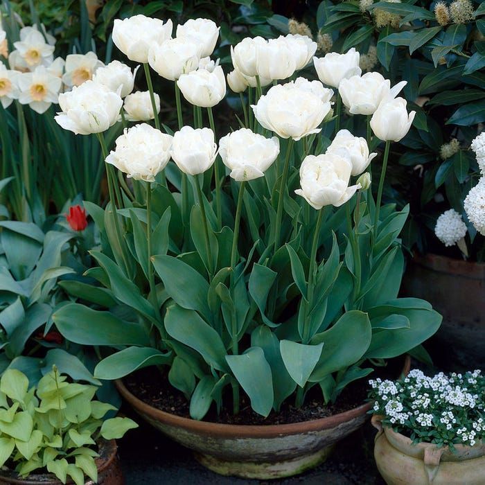 Tulip Late White Princess 'Noori' Realmdrop Shop