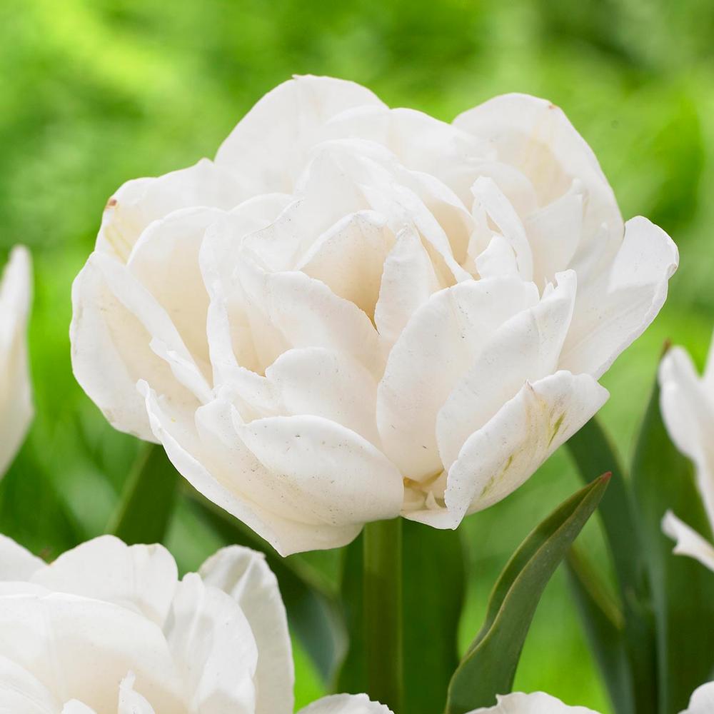 Tulip Late White Princess 'Noori' Realmdrop Shop