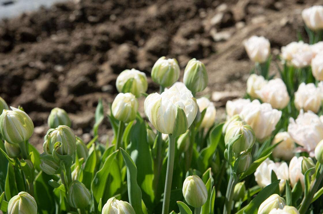 Tulip Late White Princess 'Noori' Realmdrop Shop