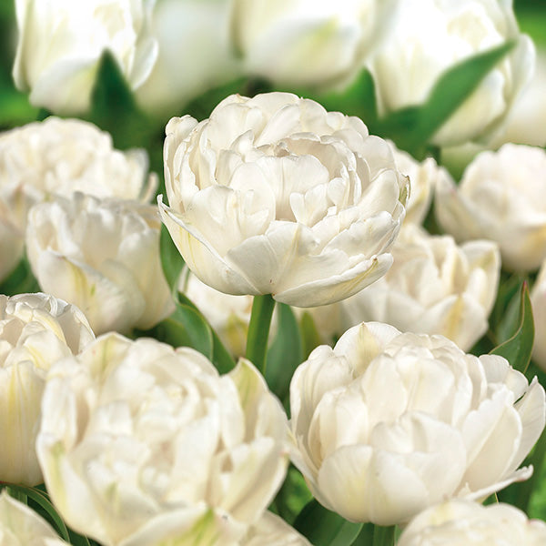 Tulip Late White Princess 'Noori' Realmdrop Shop