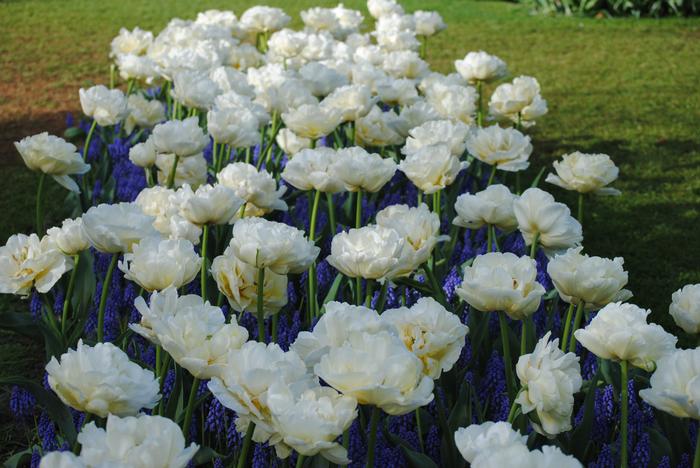 Tulip Late White Princess 'Noori' Realmdrop Shop