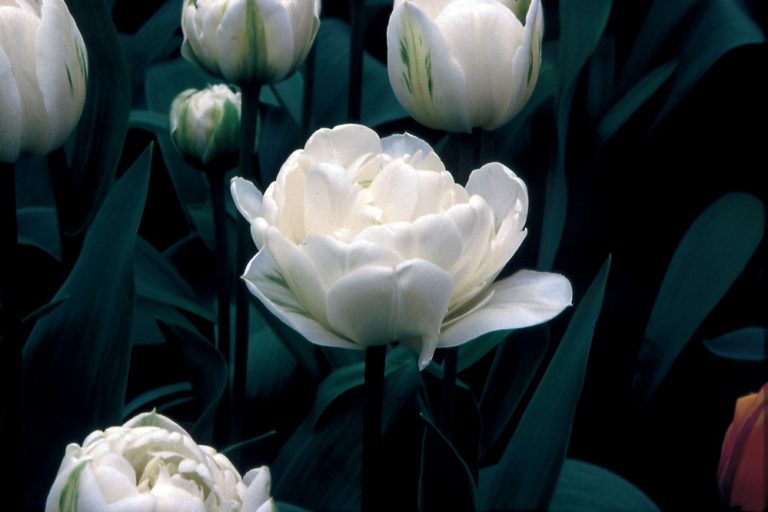 Tulip Late White Princess 'Noori' Realmdrop Shop