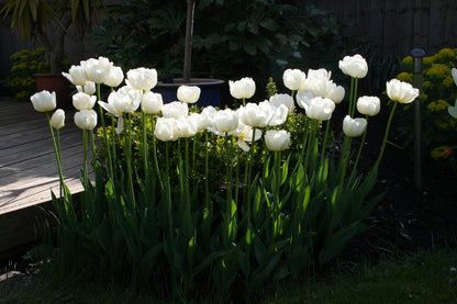 Tulip Late White Princess 'Noori' Realmdrop Shop