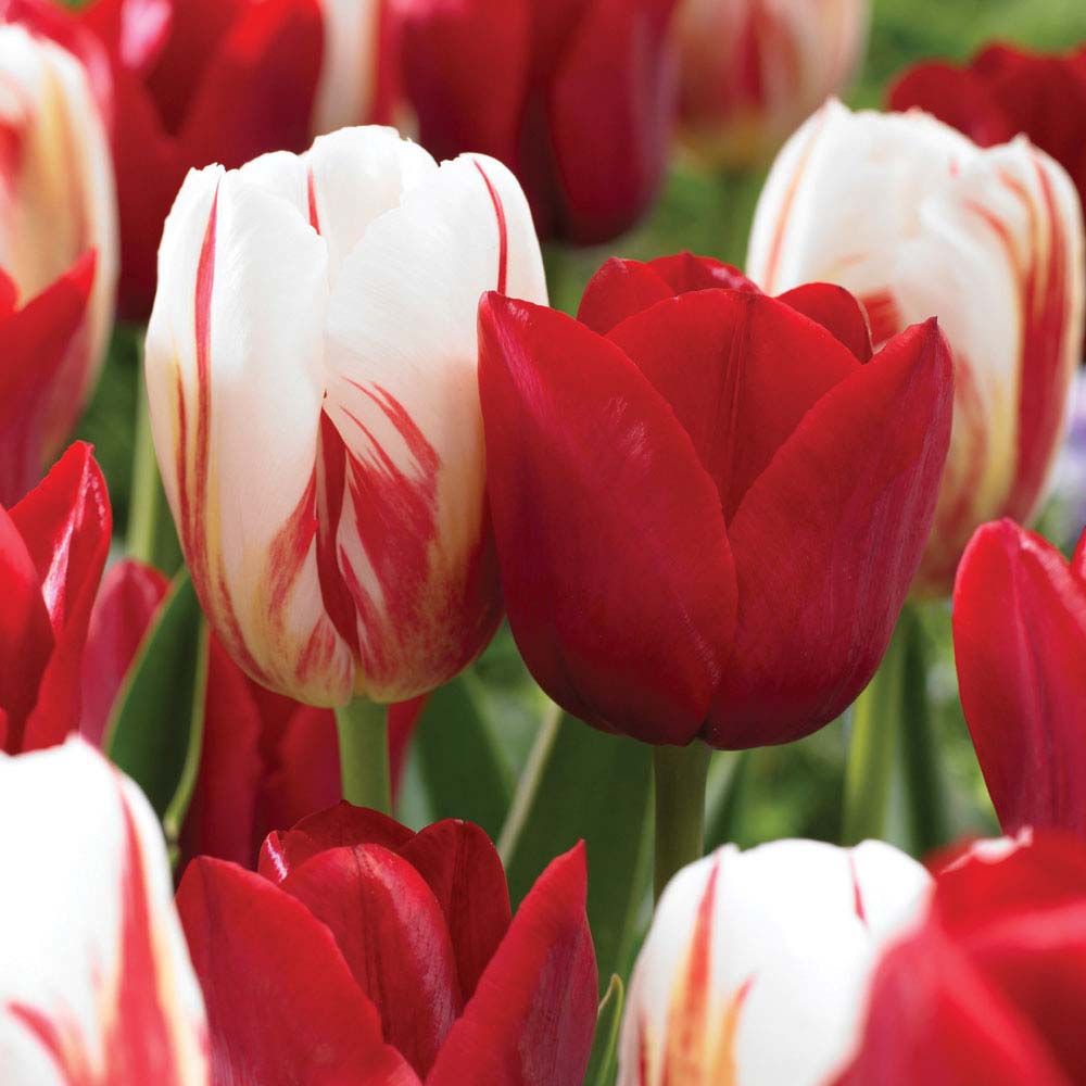 Tulip Triump Bundle - Queen of Hearts Realmdrop Shop