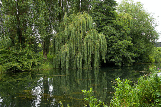 Weeping Willow Tree Realmdrop Shop