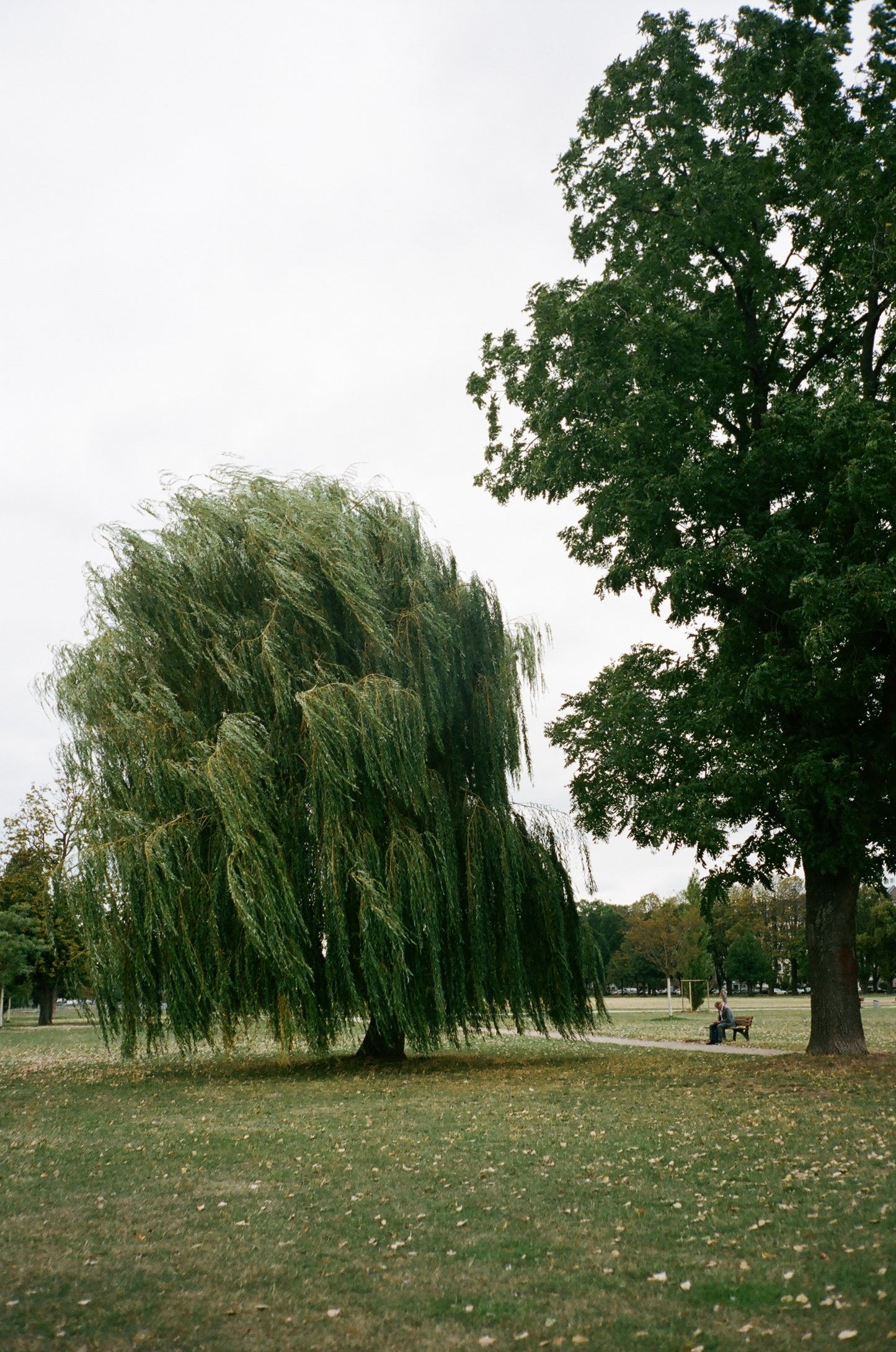 Weeping Willow Tree Realmdrop Shop