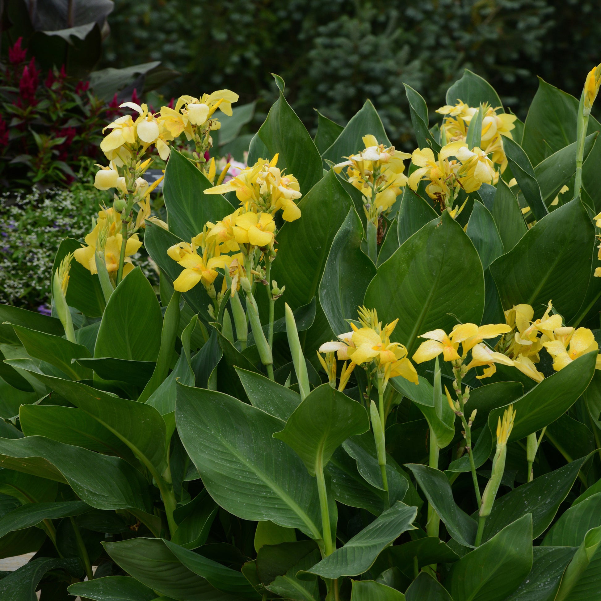 Yellow Canna Lily Rhizome/Bulb Realmdrop Shop