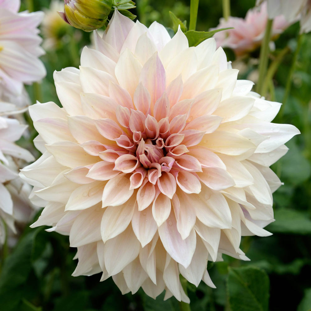 Dahlia - Dinnerplate - Cafe Au Lait