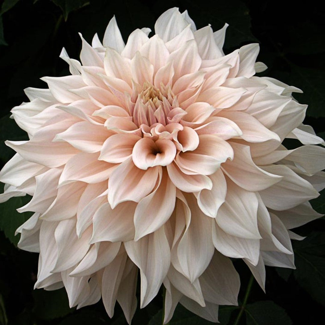 Dahlia - Dinnerplate - Cafe Au Lait