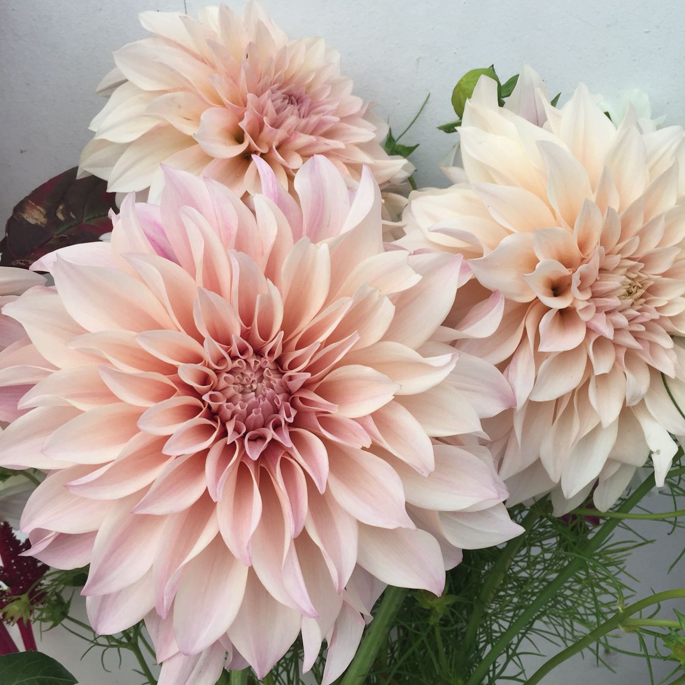 Dahlia - Dinnerplate - Cafe Au Lait