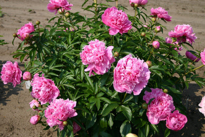 Peony - Fragrant - Dr Alexander Flemming - Pink