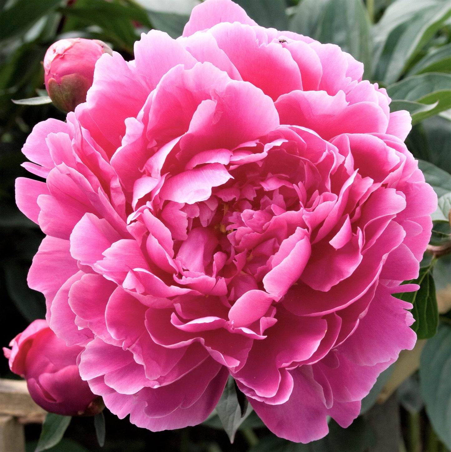 Peony - Fragrant - Dr Alexander Flemming - Pink