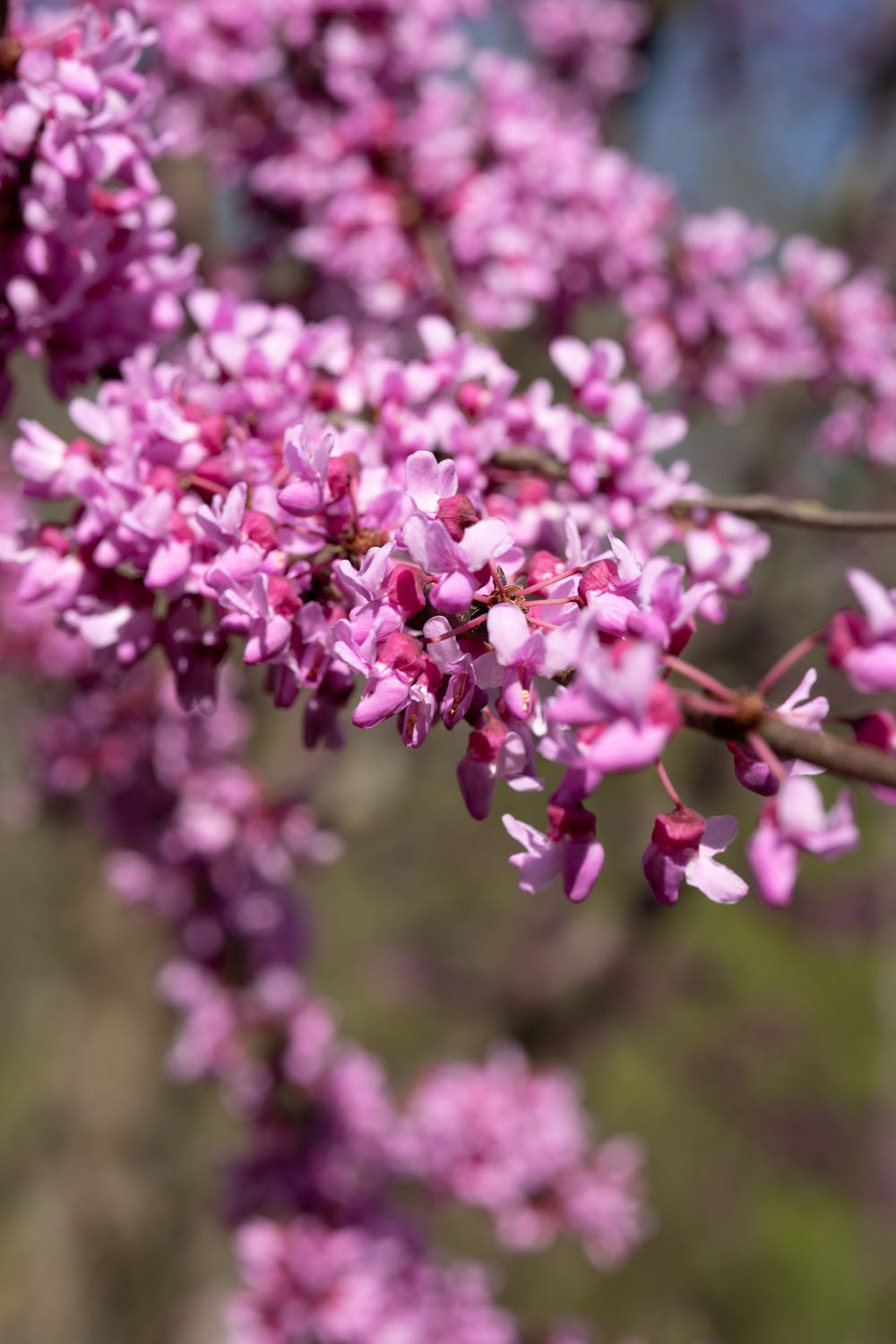 Redbud Tree Seeds