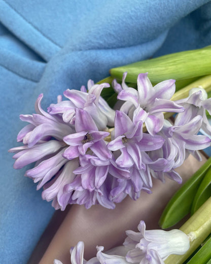 Fragrant Hyacinth - Lavender