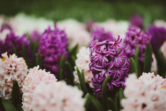 Fragrant Hyacinth Bundle - Amethyst